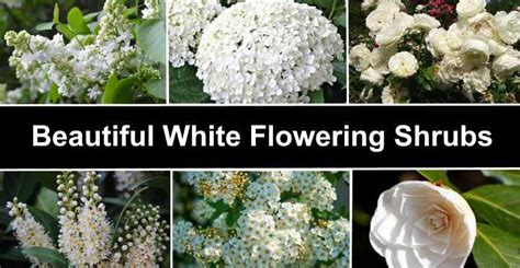 White Flower Four Petals Identification | Best Flower Site