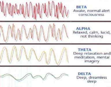 The Brain