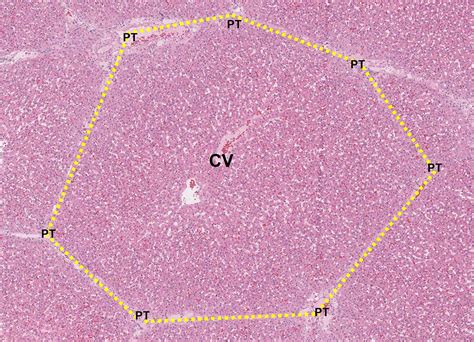 Hepatic Lobule Histology