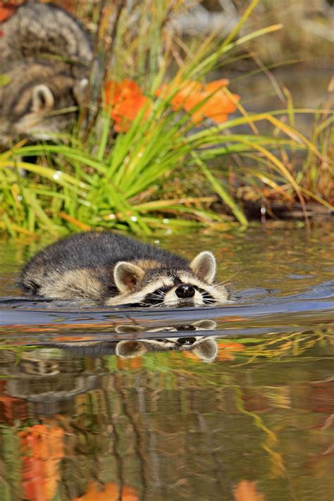 Raccoon Swimming Photograph by M. Watson - Fine Art America