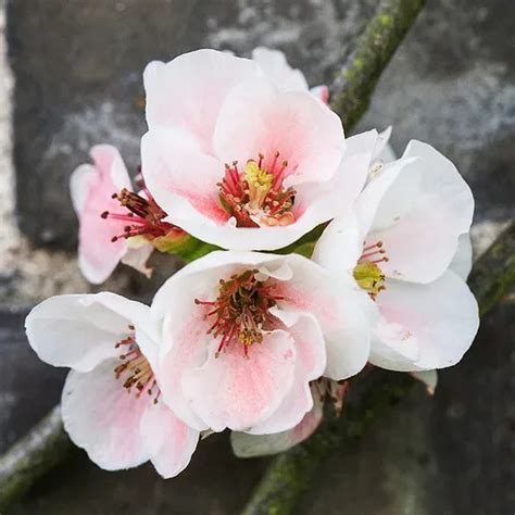 Apple Blossom Quince For Sale Online | The Tree Center