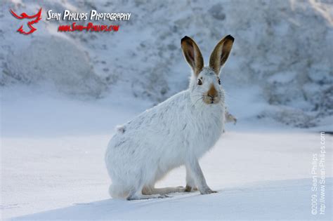 Jackrabbit Archives - Sean Phillips Photography