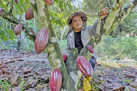 Inovasi mudahkan kerja belah buah koko | Media Permata Online