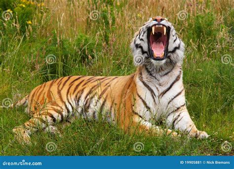 Yawning Siberian Tiger Stock Image - Image: 19905881