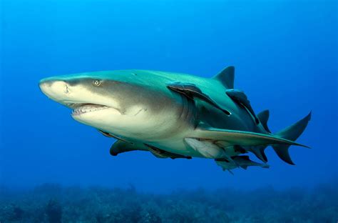 Remora Fish And Shark Relationship