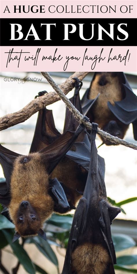 A Huge Collection Of The Best Bat Puns And Jokes | Glory of the Snow