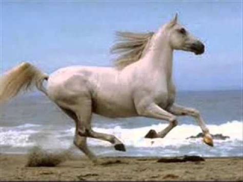 horses trotting on - sound effect - YouTube