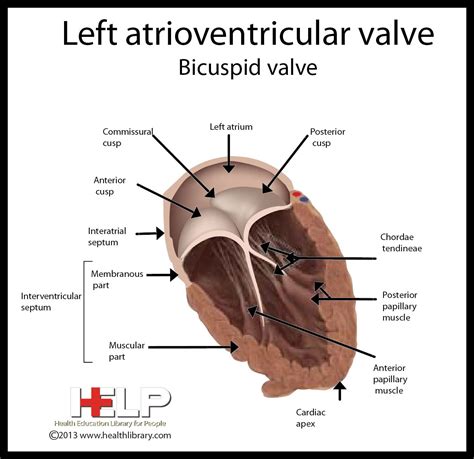 The Left Atrioventricular Valve Is Also Sometimes Called the