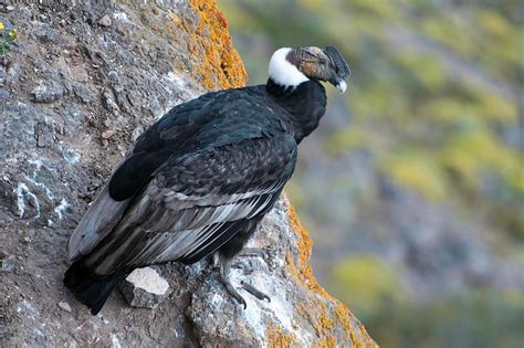 Andean Condor (Vultur gryphus). It's a 1th largest bird of prey. http ...