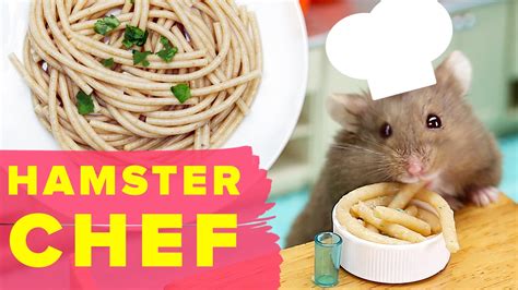 Watch This Hamster Make A Tasty Recipe - YouTube