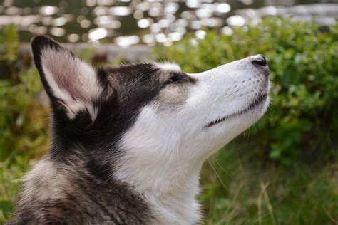 Brushing Your Siberian Husky