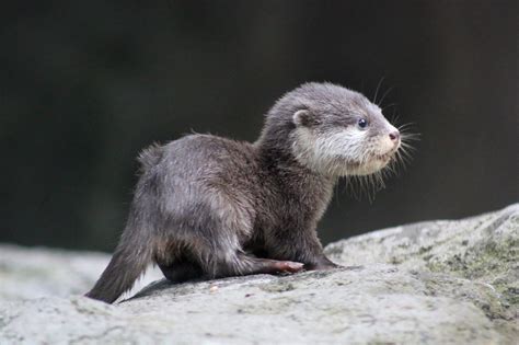 Adorable Baby Otter : r/Otters