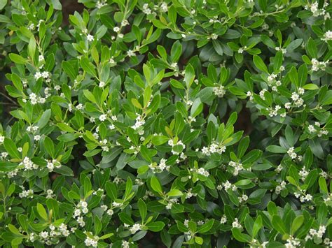 compact inkberry Ilex glabra Compacta from New England Wild Flower Society