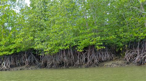 What happens if all mangroves are destroyed? A plant scientist explains ...