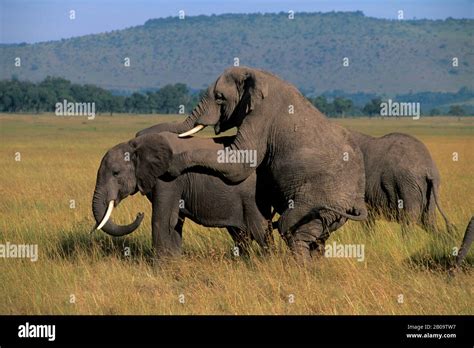 KENYA, MASAI MARA, GRASSLAND, ELEPHANTS MATING Stock Photo - Alamy