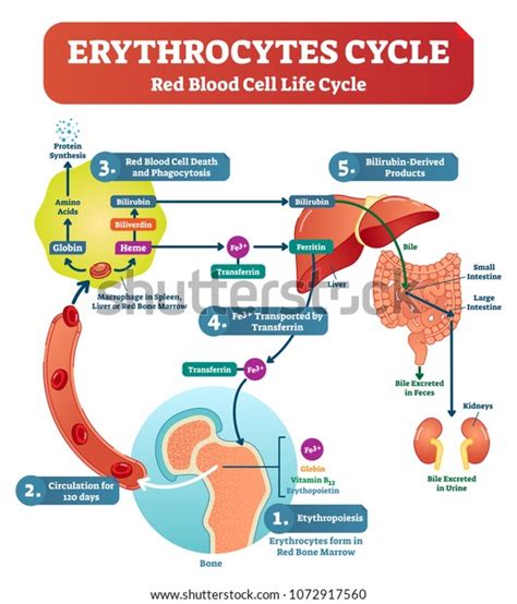 Red Blood Cell Erythrocytes Life Cycle Stock Vector (Royalty Free ...