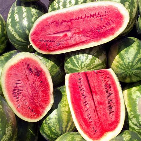 Watermelon Garden Seeds - Sugar Beauty Hybrid - 100 Seeds - Non-GMO, Vegetable Gardening Fruit ...