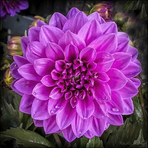 Pink Dahlia Pictures, Photos, and Images for Facebook, Tumblr ...