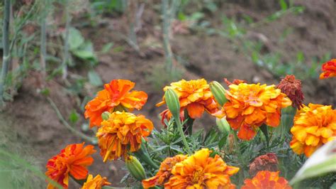 marigolds in the garden. orange flowers 9396615 Stock Photo at Vecteezy