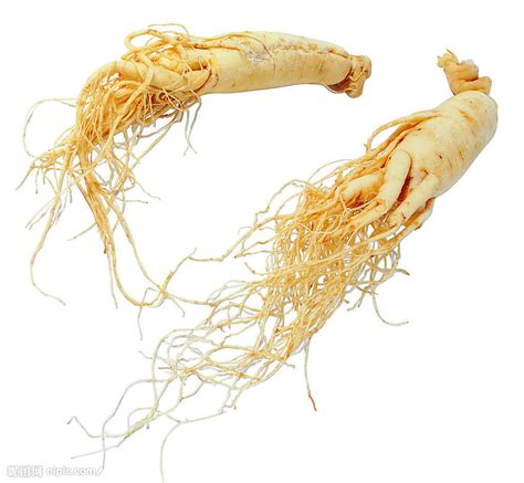 Main products of Panax ginseng | Panax Ginseng