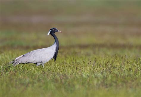 Classic Georgia | May 2025 – Birding Caucasus