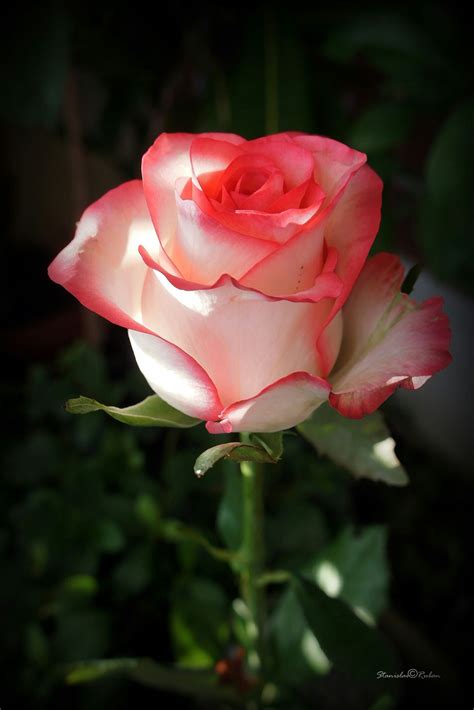 Pin by Алексей Кирилюк on Розы | Love rose flower, Beautiful rose flowers, Beautiful flowers ...