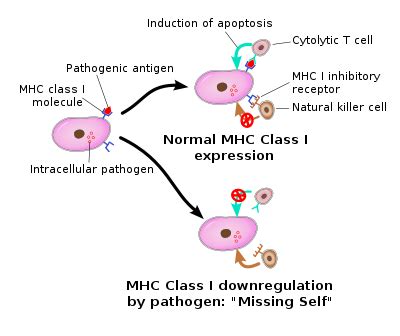 Natural killer cell - Wikipedia