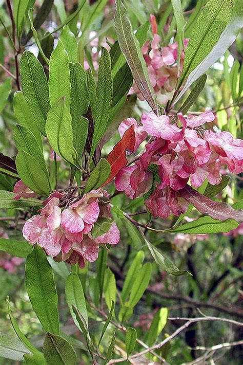 Dodonaea viscosa Seeds - Seeds | Plantshop.me