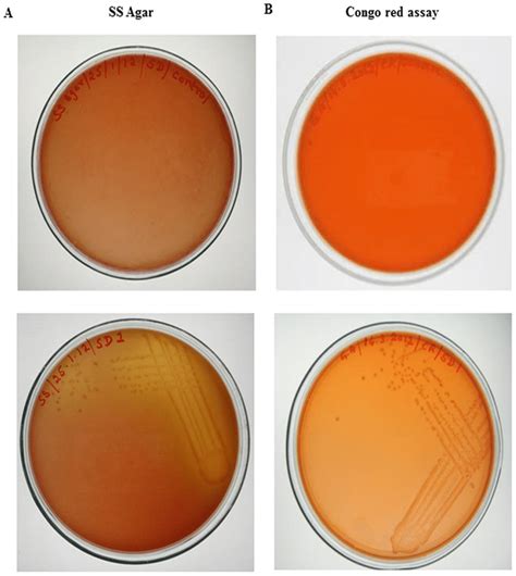 Shigella-Salmonella agar and Congo-red binding assay. A)... | Download Scientific Diagram