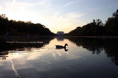 Lincoln Memorial Reflecting Pool with Duck reflected | Flickr