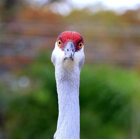 Crane Bird Images: 38+ Sandhill Crane Bird Images Background