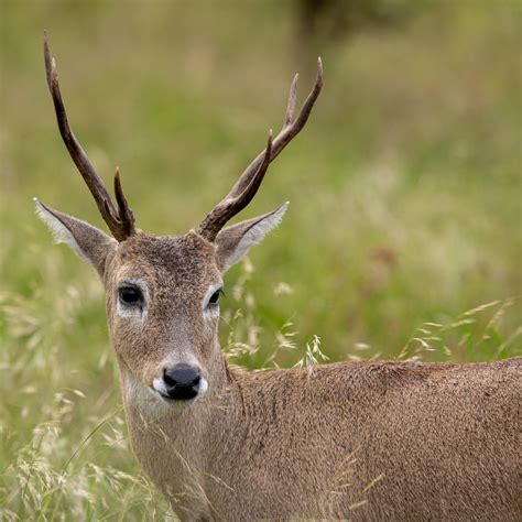 Pampas Deer in November 2023 by Marcia Morris · iNaturalist