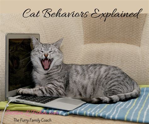 Cat Behavior - Jessica L. Fisher