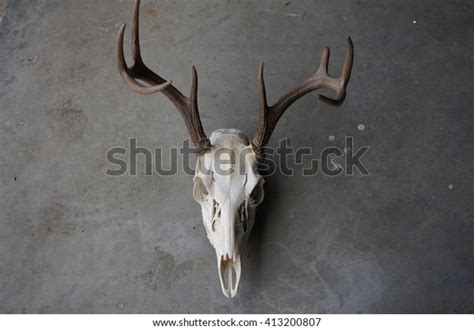 Whitetail Deer Skull Stock Photo (Edit Now) 413200807