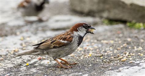 Ground Feeding Garden Birds - The Bird House Blog