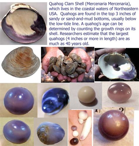 Eretz Elana: What are Purple Quahog Pearls?