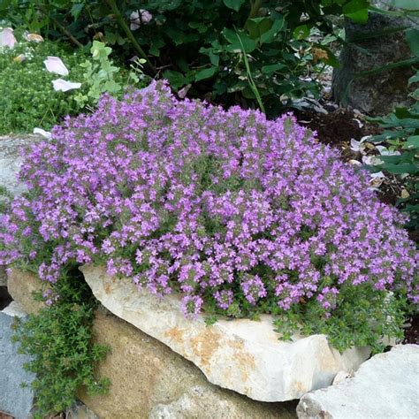 Thyme Creeping – Green Valley Garden Centre