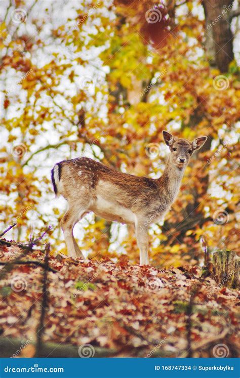 Fallow Deer Doe in Deer-park Stock Photo - Image of wild, park: 168747334