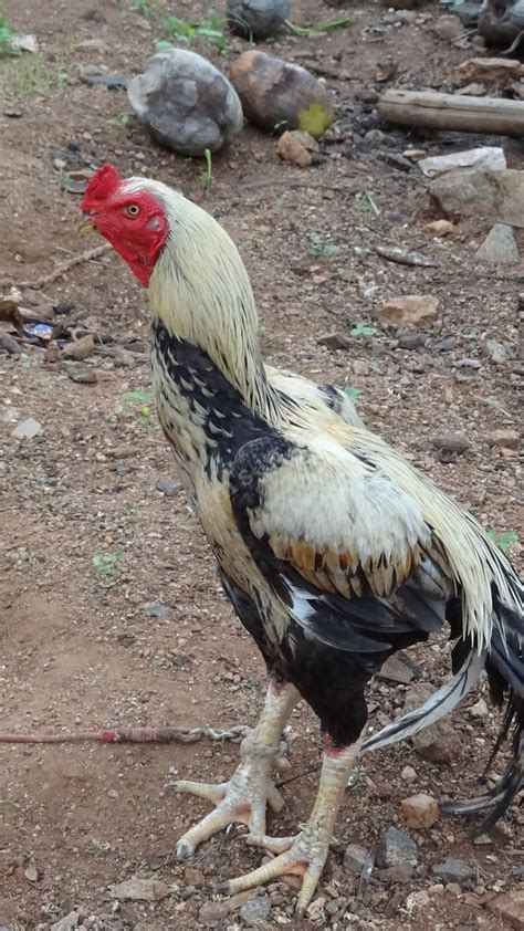 Pin by yunus saifi on aseel 1 | Backyard birds, Rooster, Animals, pets