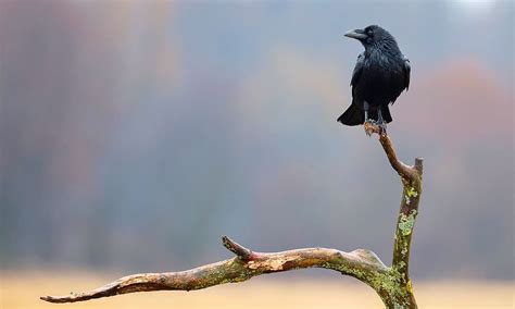 Raven vs. Crow: How to Tell Them Apart? - World Birds