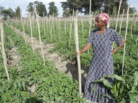 USAID in Ethiopia: Feed the Future | Pulitzer Center