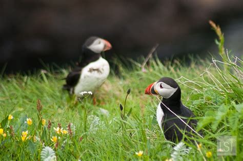 Puffins in Scotland: our favourite puffin pictures from Staffa Island ...