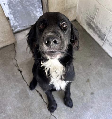 Dog for Adoption - DUDLEY, a Spaniel in Rockville Centre, NY | Alpha Paw