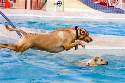 Dogs Swimming in Public Pool Stock Photo by ©TeriVirbickis 52904881