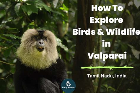 How to Explore Valparai for Birds and Wildlife?