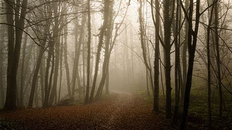 forest, path, dark, gloomy, nature, 4k HD Wallpaper