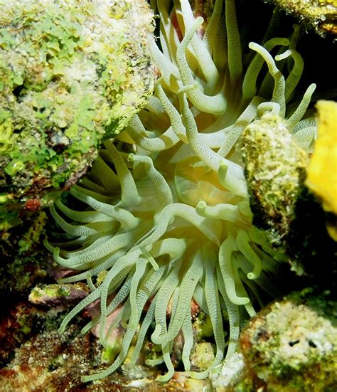 =Giant Green Sea Anemone with Core by figurephenatix on deviantART