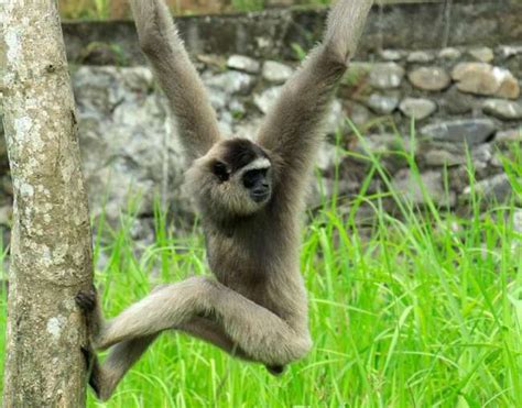 Silvery Gibbon - Lombok Wildlife Park