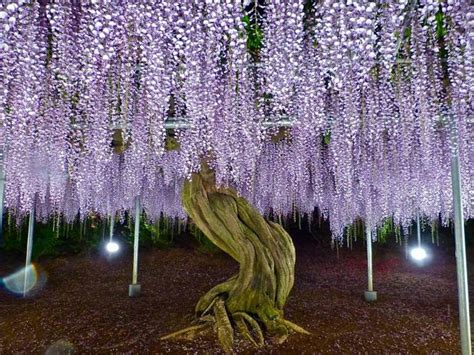 Wisteria at Ashikaga Flower Park | Ashikaga Flower Park in May - Part2 | Tochigi | Japan Travel ...