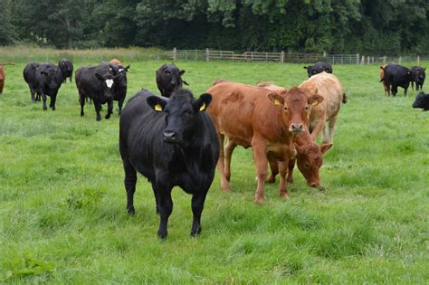 Grazing for cattle performance - it’s only half-time | Department of Agriculture, Environment ...